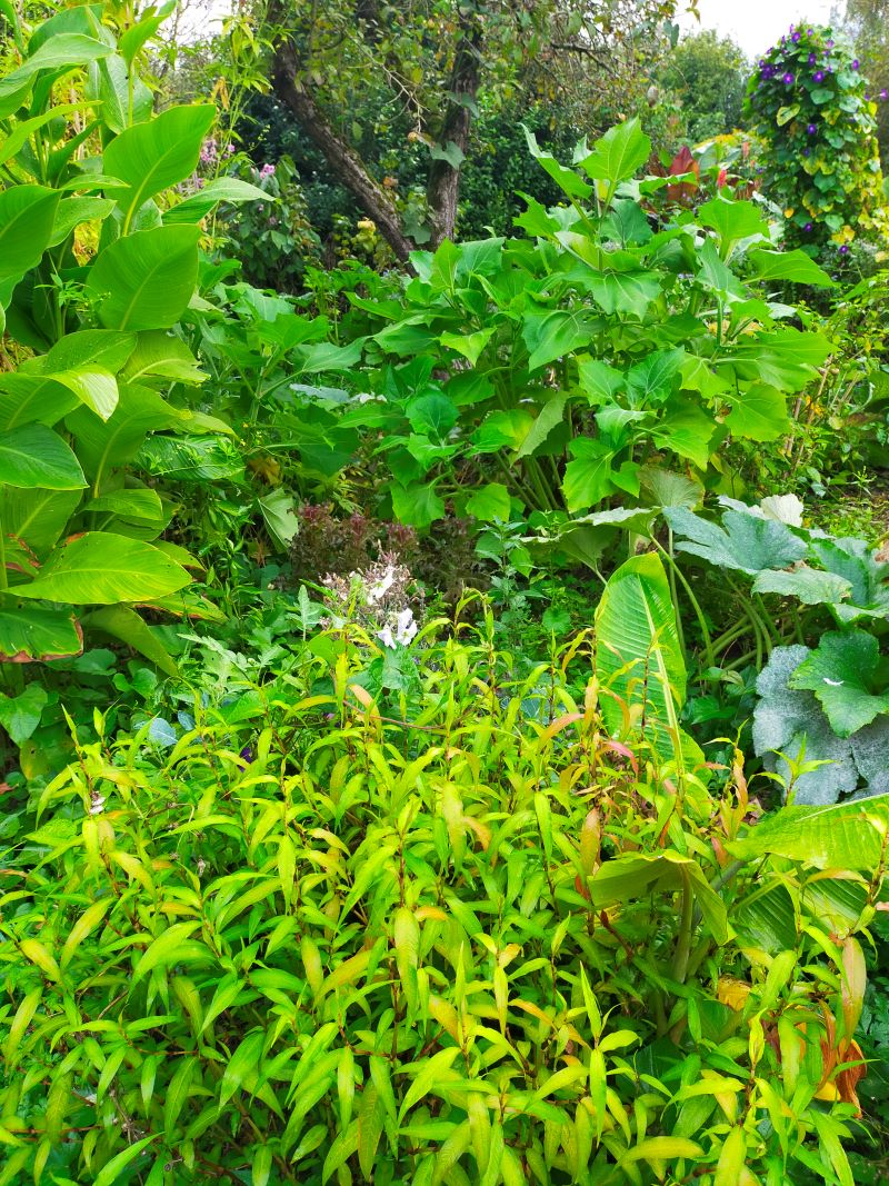 Paysages et massifs comestibles