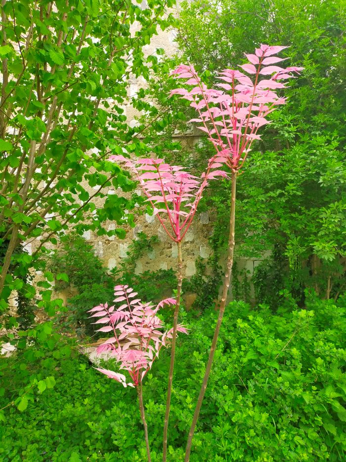 Toona, groseilliers, sureau et noisetier...