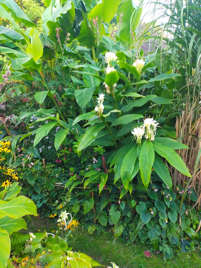 Hédychium Corelli qui commence sa floraison