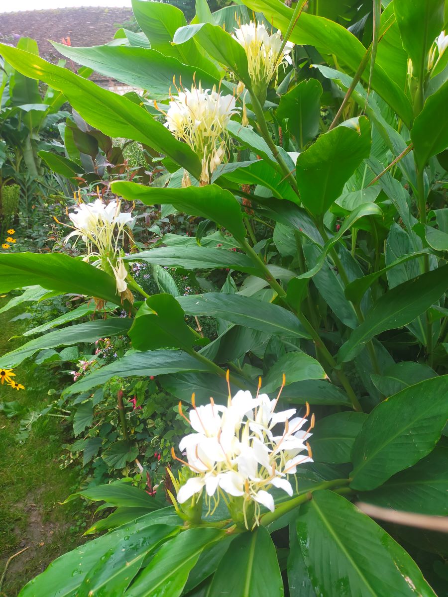 Hédychium corelli en fleurs, de plus près...