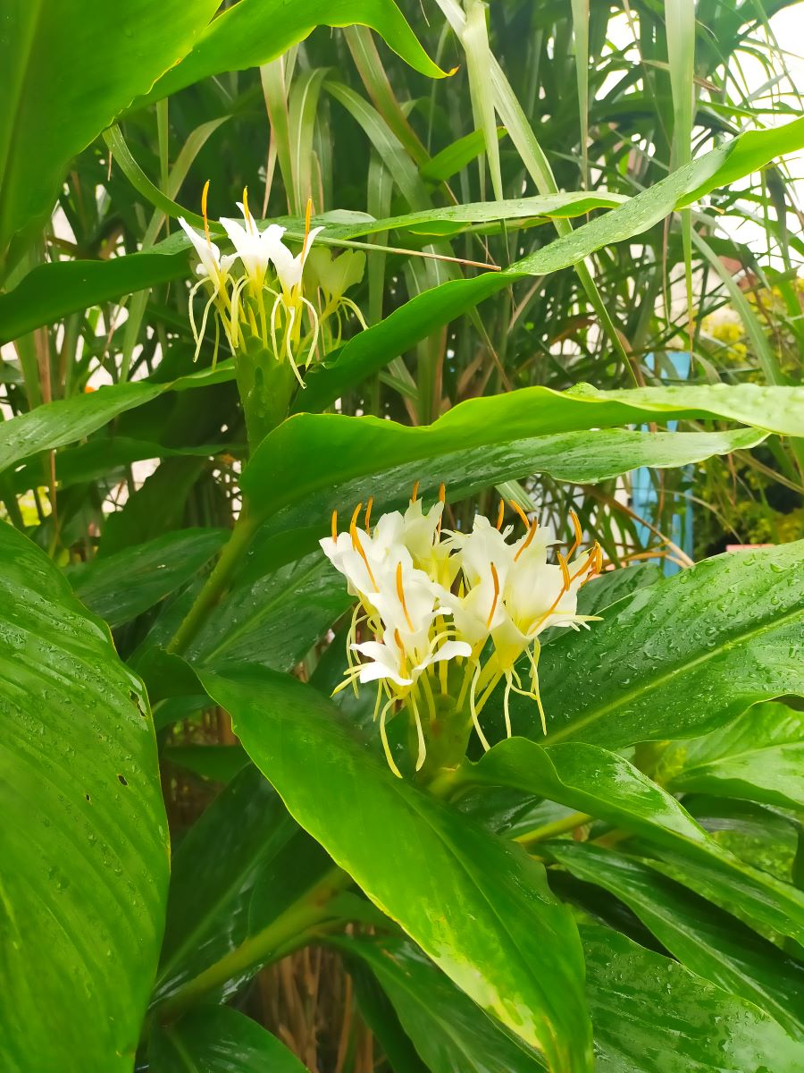 Cultiver l'hédychium Corelli