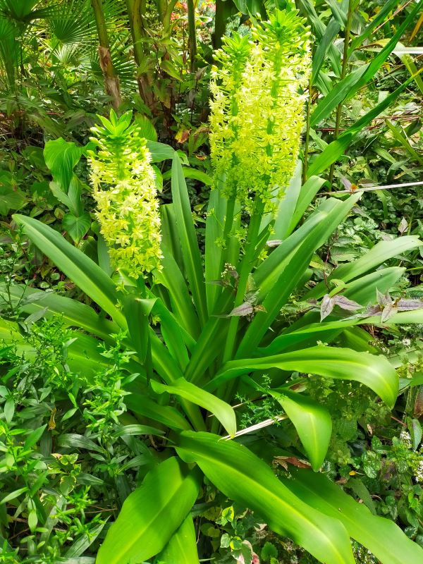 Eucomis pole evansi