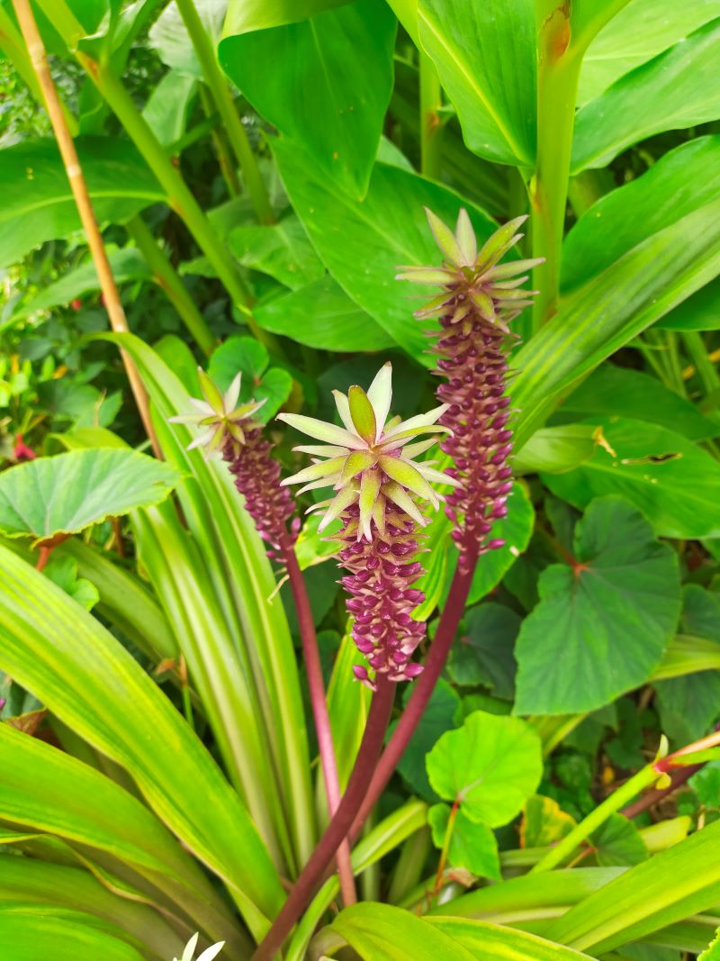 Eucomis Sparkling Burgundy