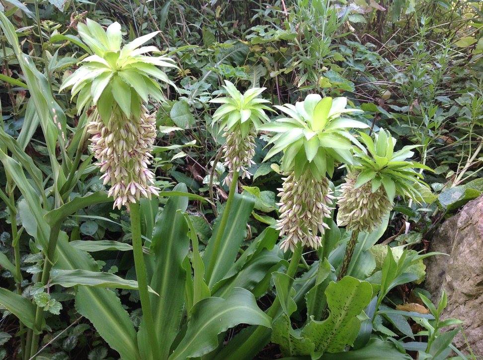Jardin "l'oasis entre les blés"