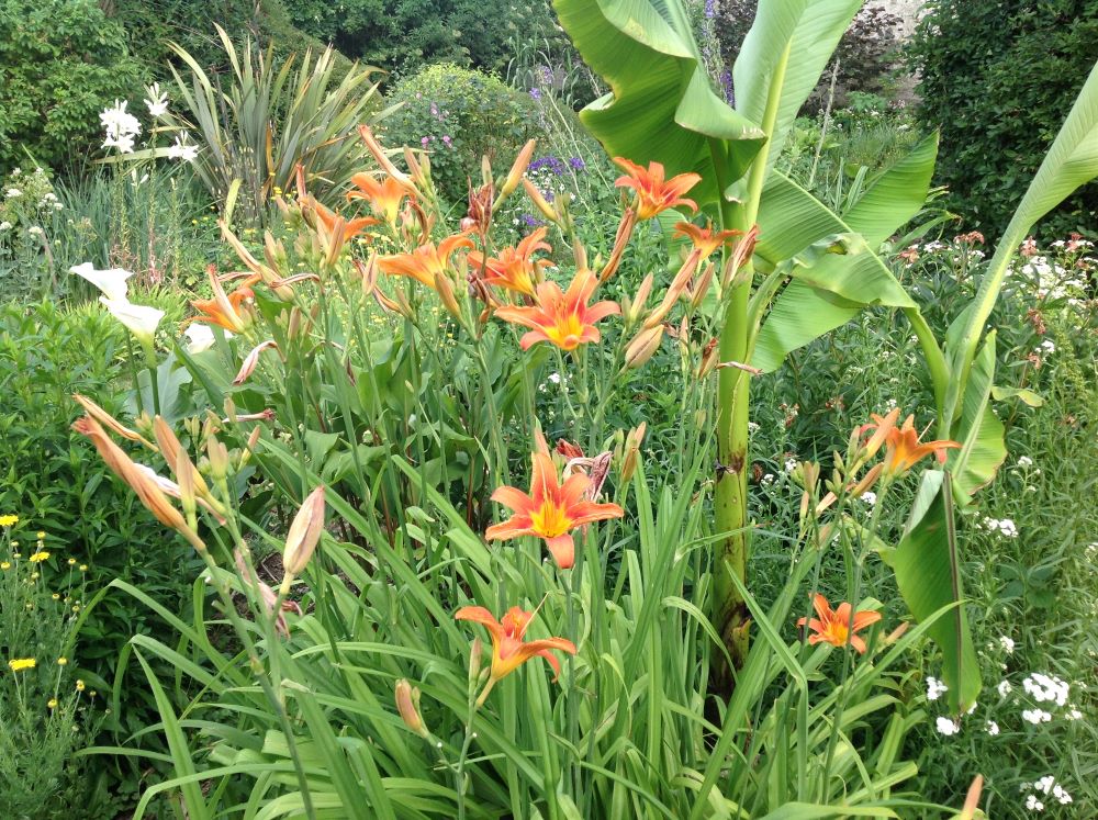 Manger des hémérocalles