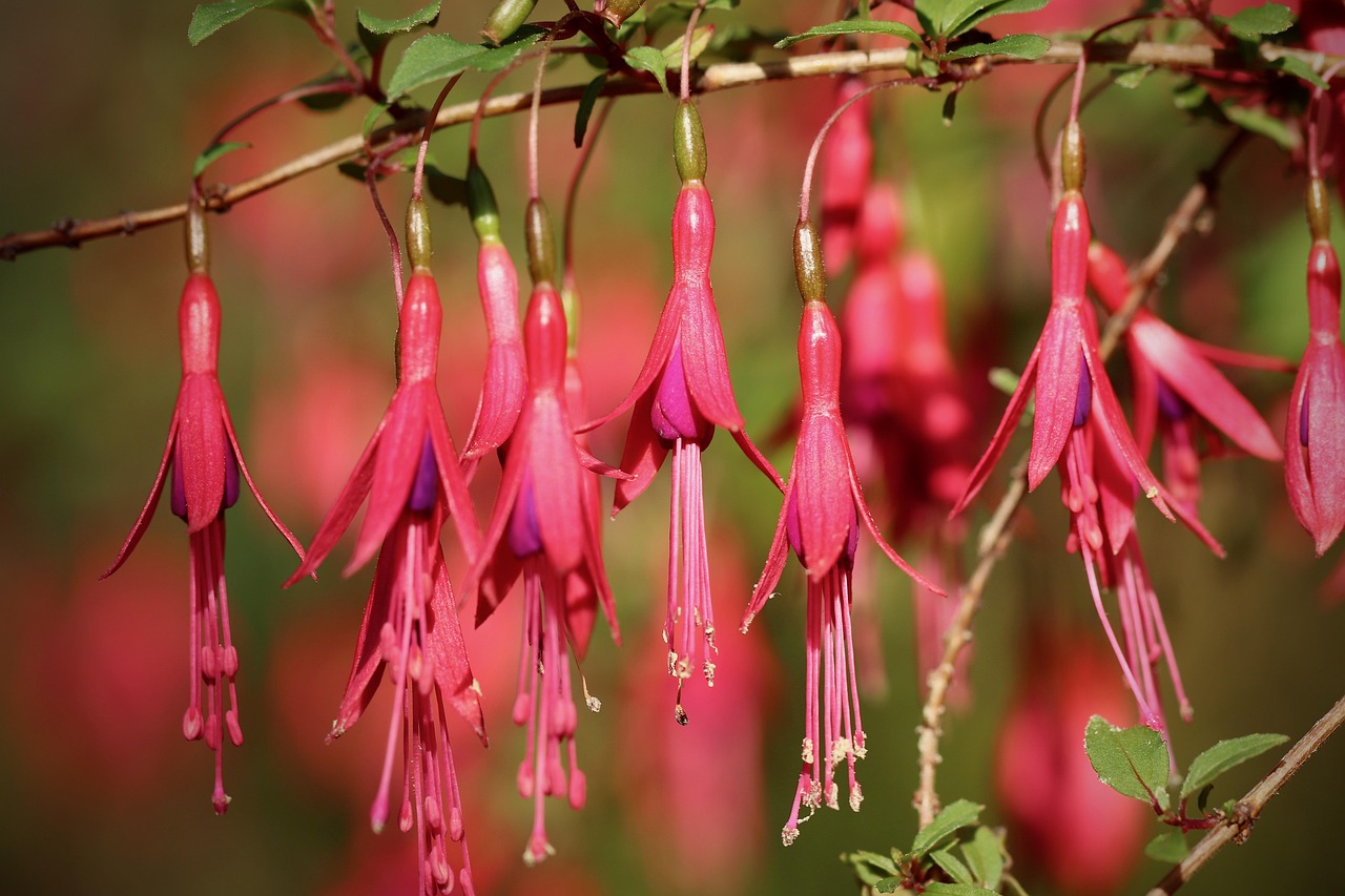 Manger des fuchsias !