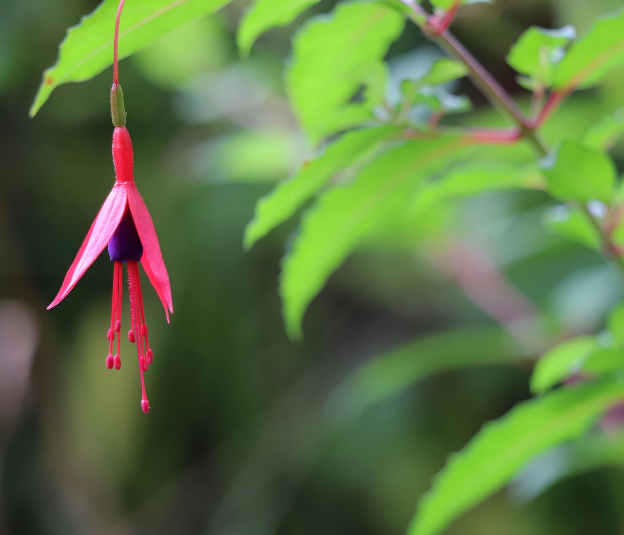 Fuchsia regia reitzi, comestible...