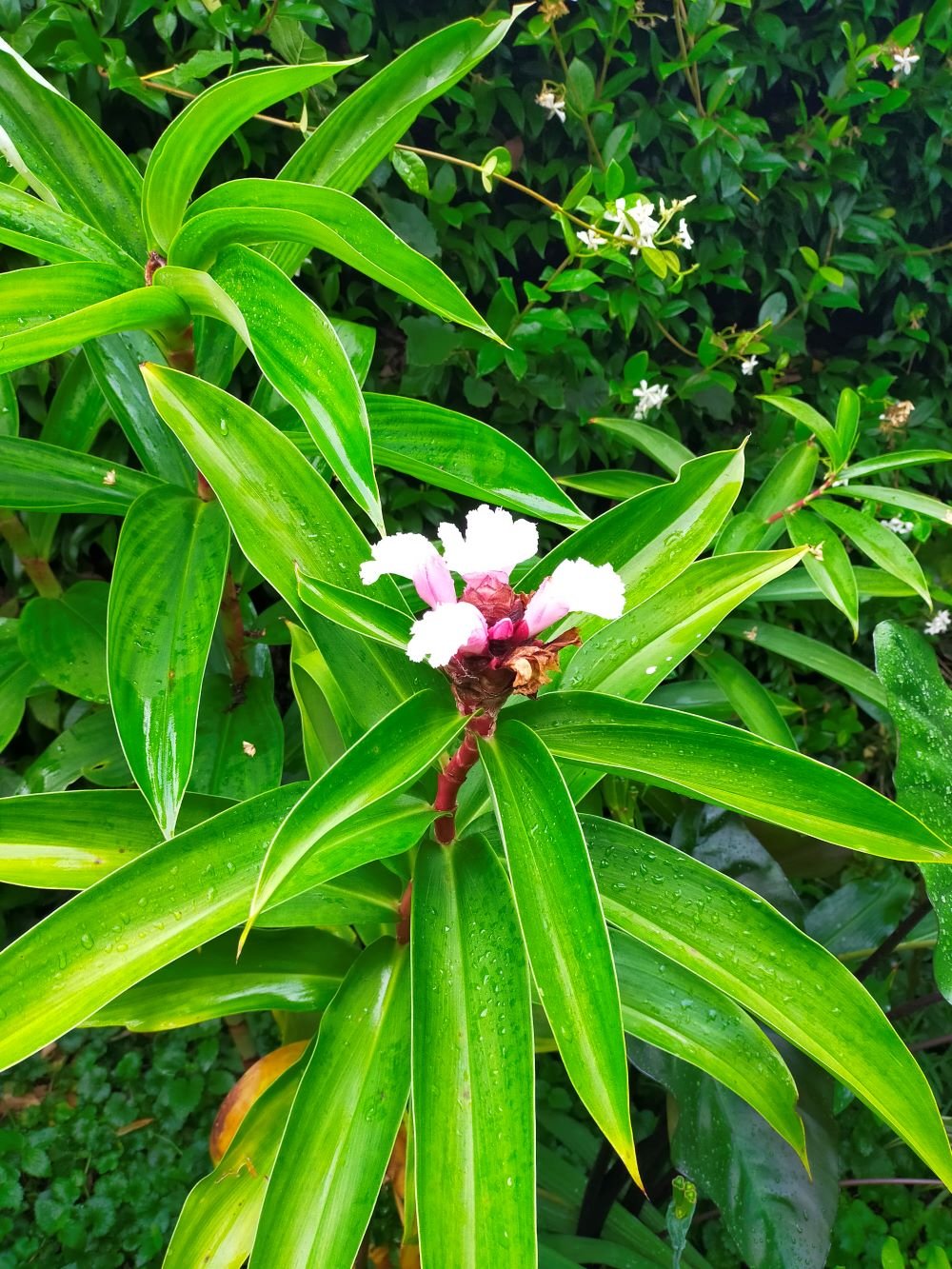 Un costus en pleine terre