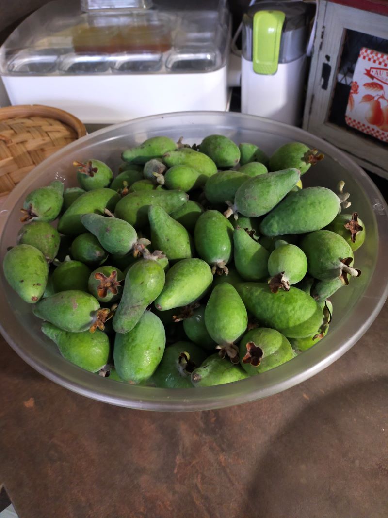 Récolte de goyaves du Brésil